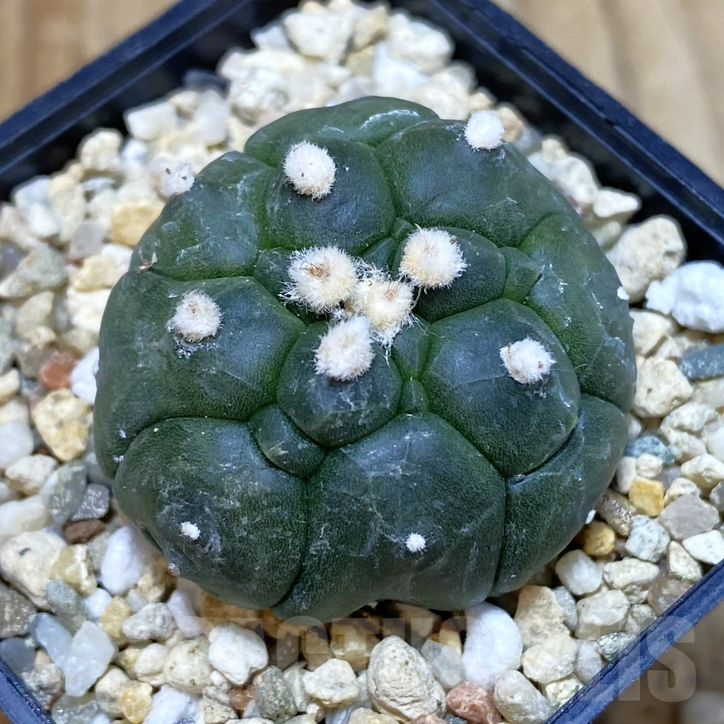 SHPR42480 Astrophytum asterias ‘Kikko’