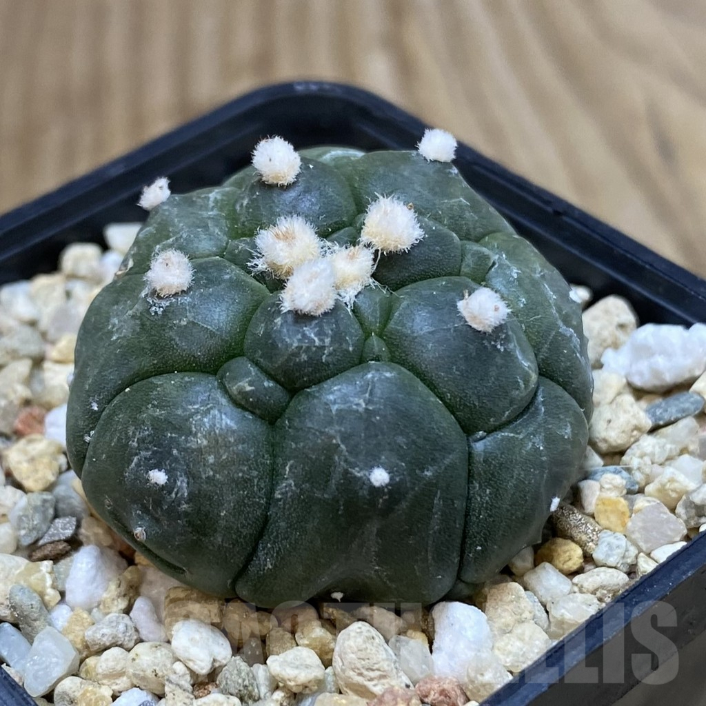 SHPR42480 Astrophytum asterias ‘Kikko’ - Obrázek 2