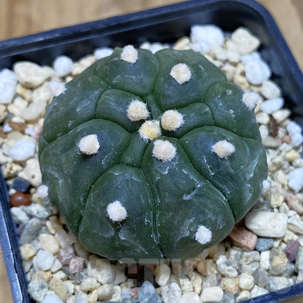 SHPR42481 Astrophytum asterias ‘Kikko’