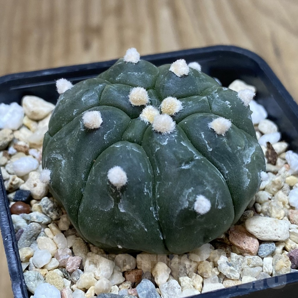 SHPR42481 Astrophytum asterias ‘Kikko’ - Image 2