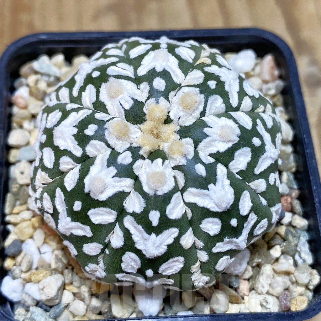 SHPR42482 Astrophytum asterias ‘Super Kabuto’ V-type