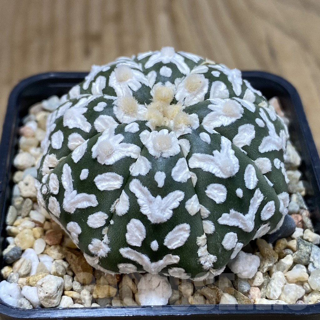 SHPR42482 Astrophytum asterias ‘Super Kabuto’ V-type – Image 2