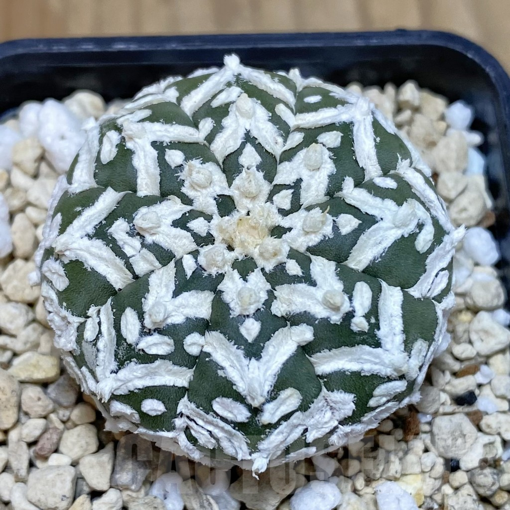 SHPR42484 Astrophytum asterias ‘Super Kabuto’ V-type