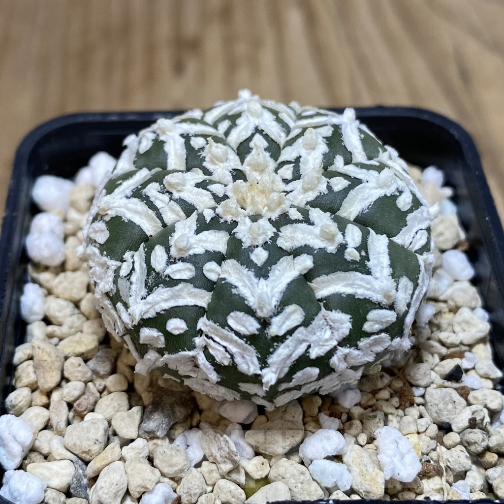 SHPR42484 Astrophytum asterias ‘Super Kabuto’ V-type - Image 2
