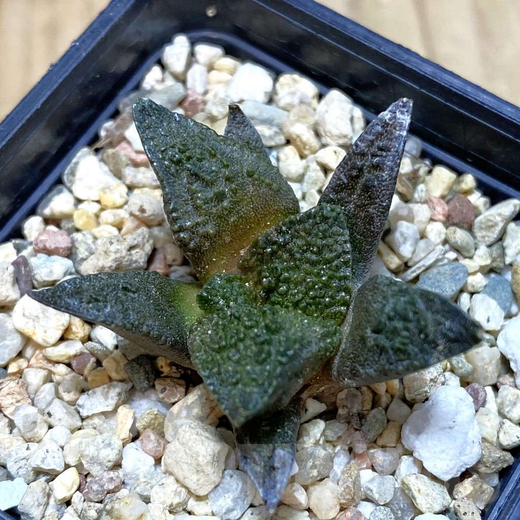 SHPR42486 Ariocarpus fissuratus ‘Godzilla’ hybrid, seedling