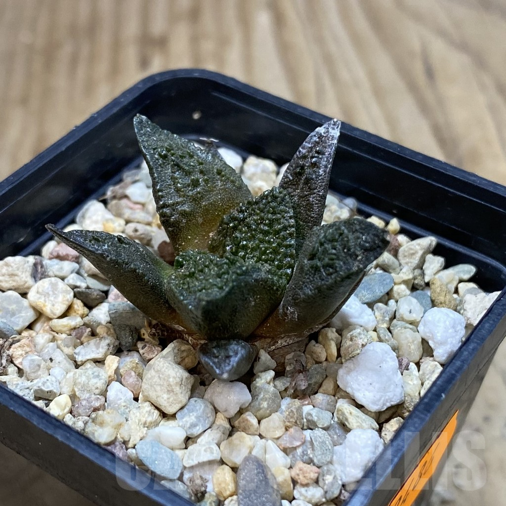 SHPR42486 Ariocarpus fissuratus ‘Godzilla’ hybrid, seedling - Image 2