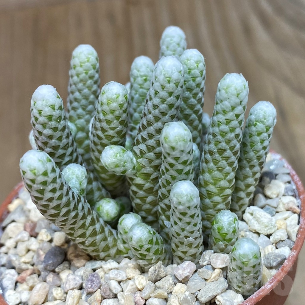 SHPR42487 Avonia albissima