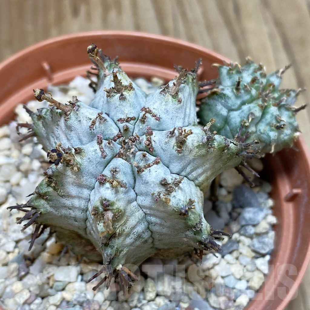 SHPR42488 Euphorbia horrida v. alba