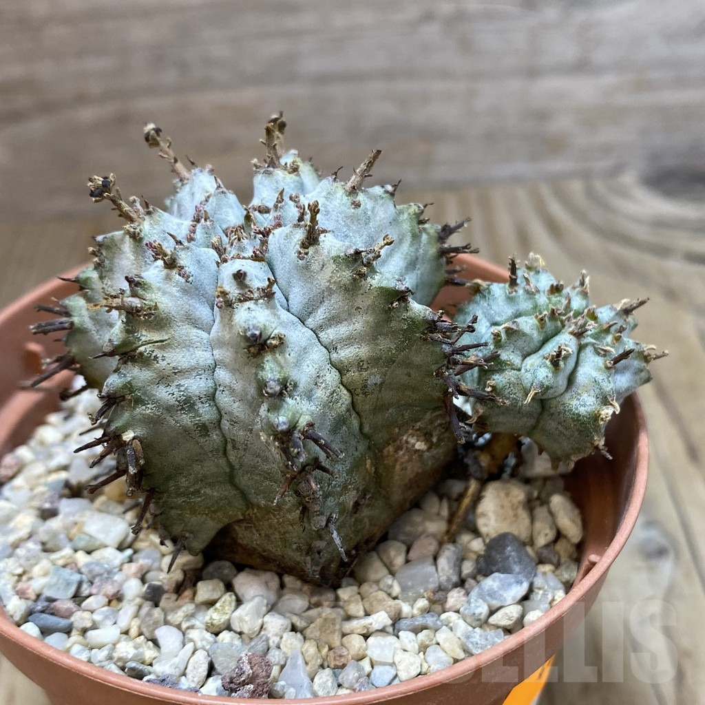 SHPR42488 Euphorbia horrida v. alba - immagine 2