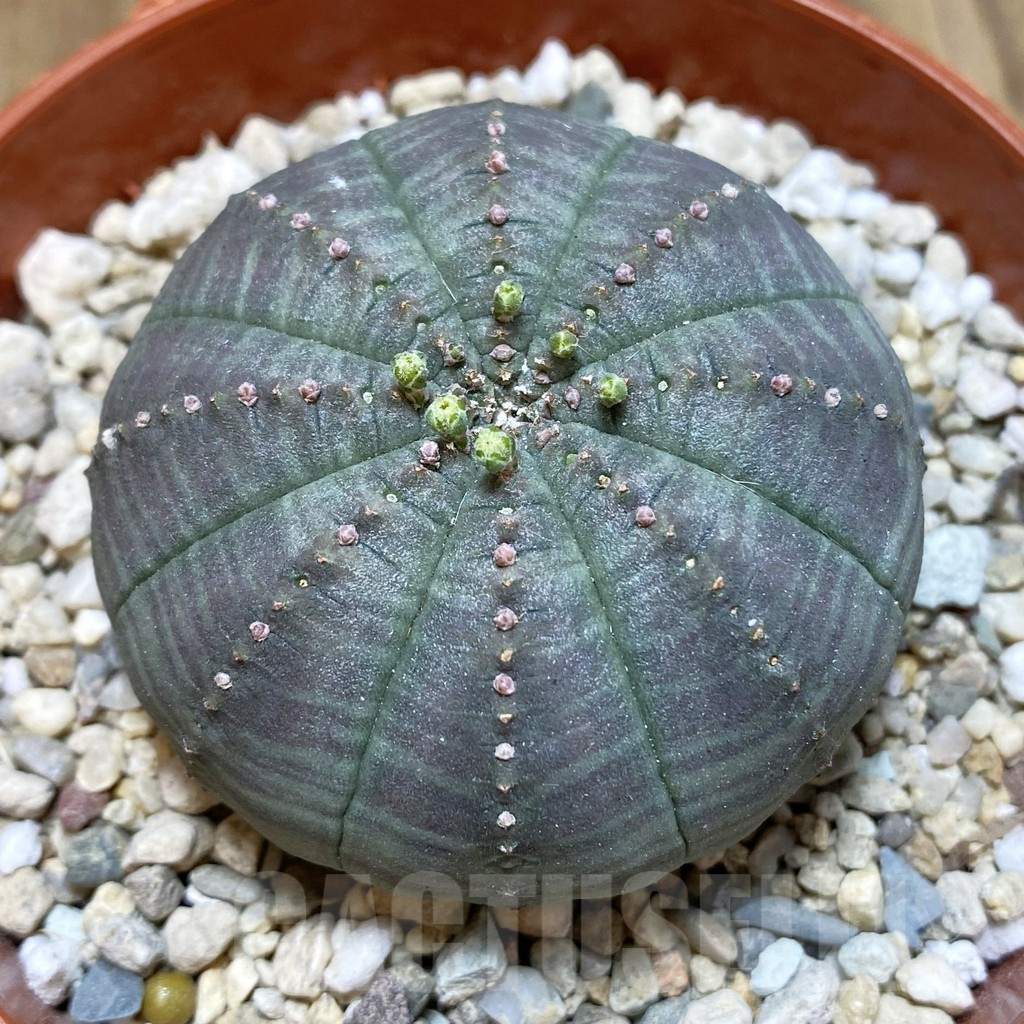 SHPR42489 Euphorbia obesa