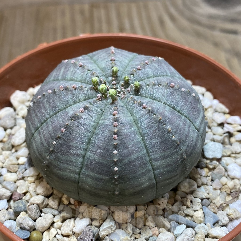 SHPR42489 Euphorbia obesa - Image 2