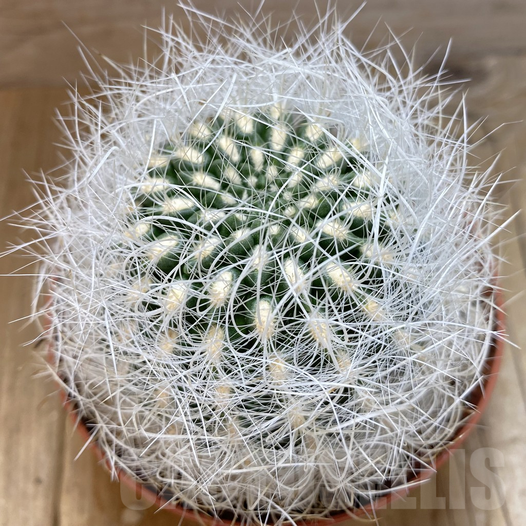 SHPR42490 Neoporteria senilis