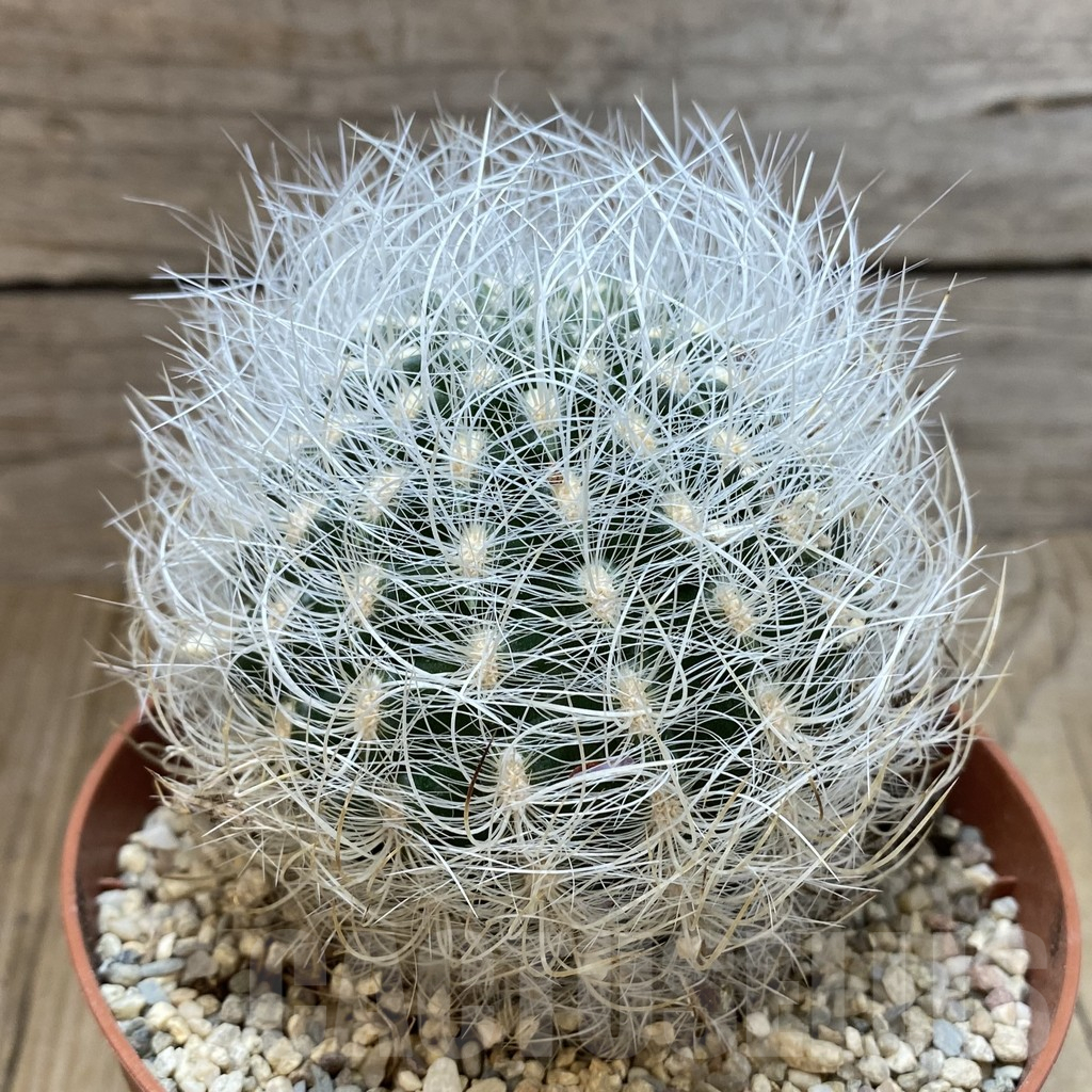 SHPR42490 Neoporteria senilis - Image 2