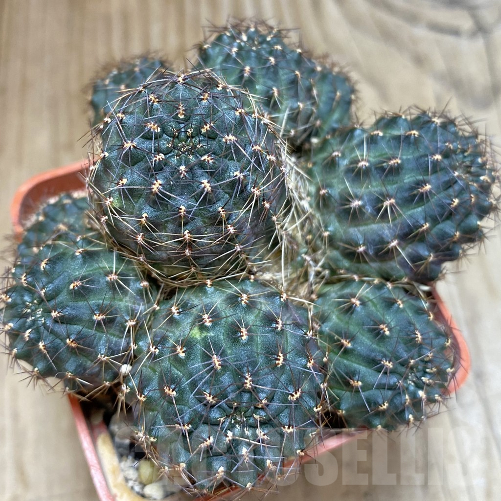 SHPR42492 Mediolobivia sp.