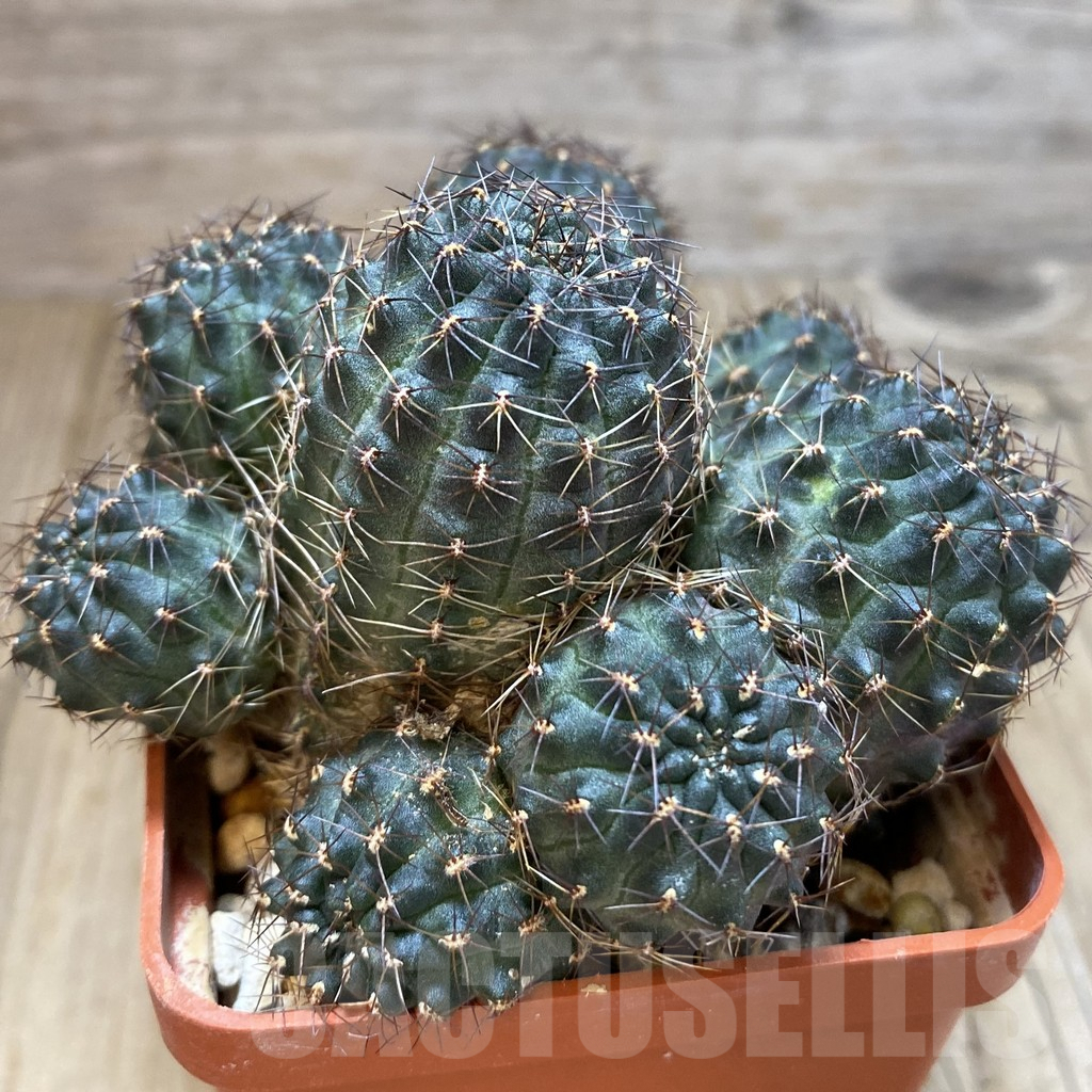 SHPR42492 Mediolobivia sp. - Image 2