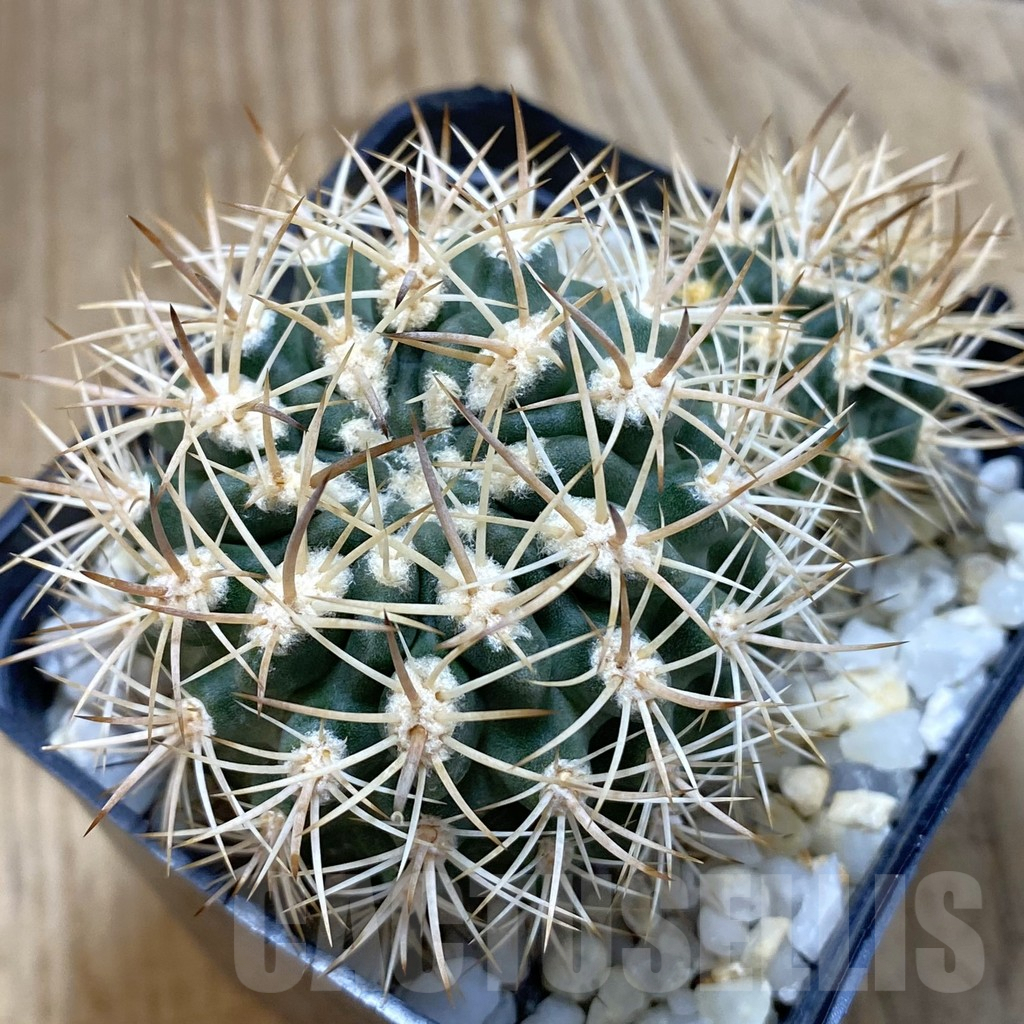 SHPR42493 Neoporteria eriosyzoides