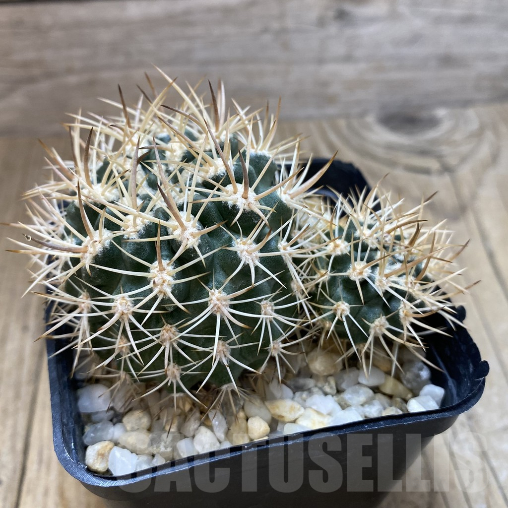 SHPR42493 Neoporteria eriosyzoides - Image 2