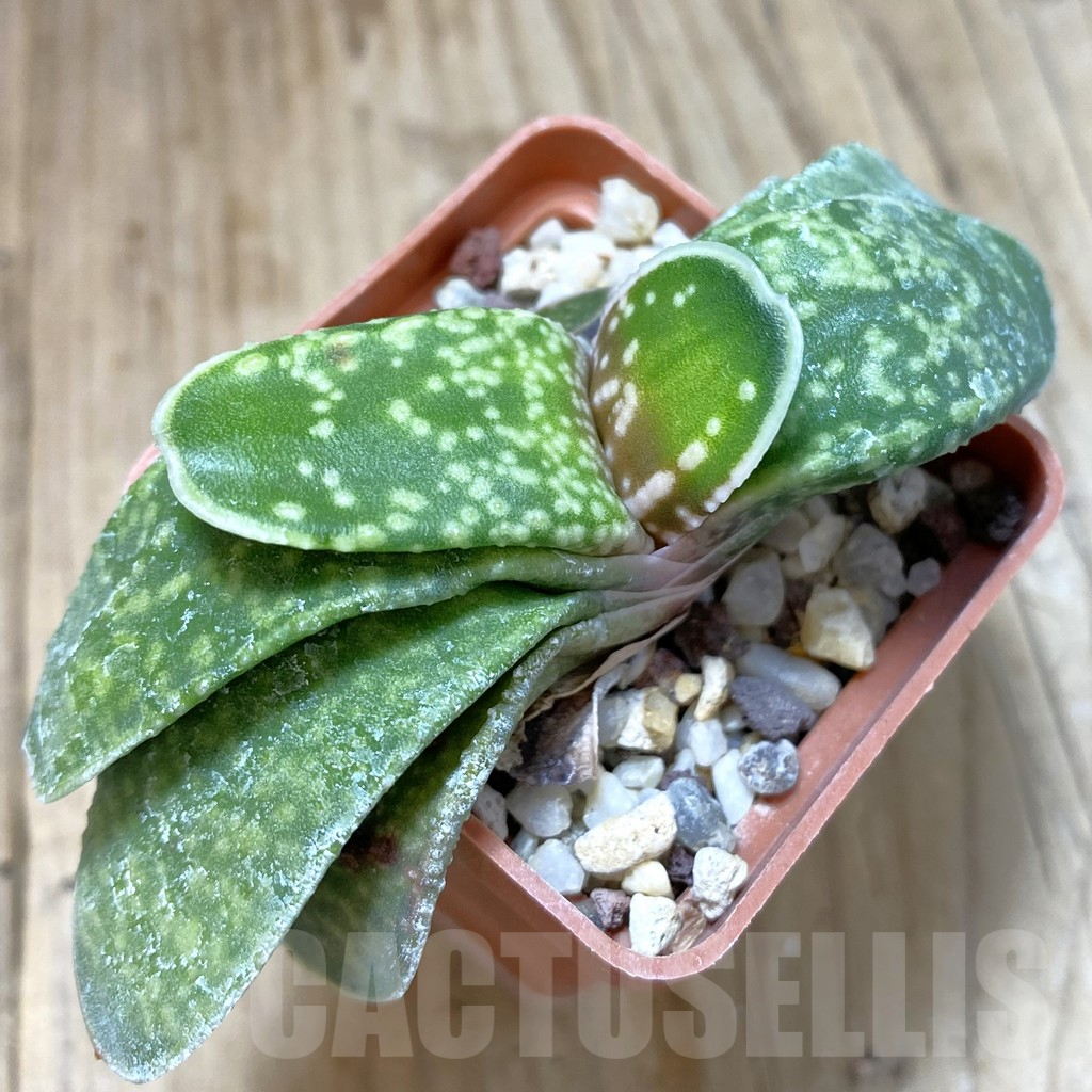 SHPR42472 Gasteria hybrid - Imagen 2