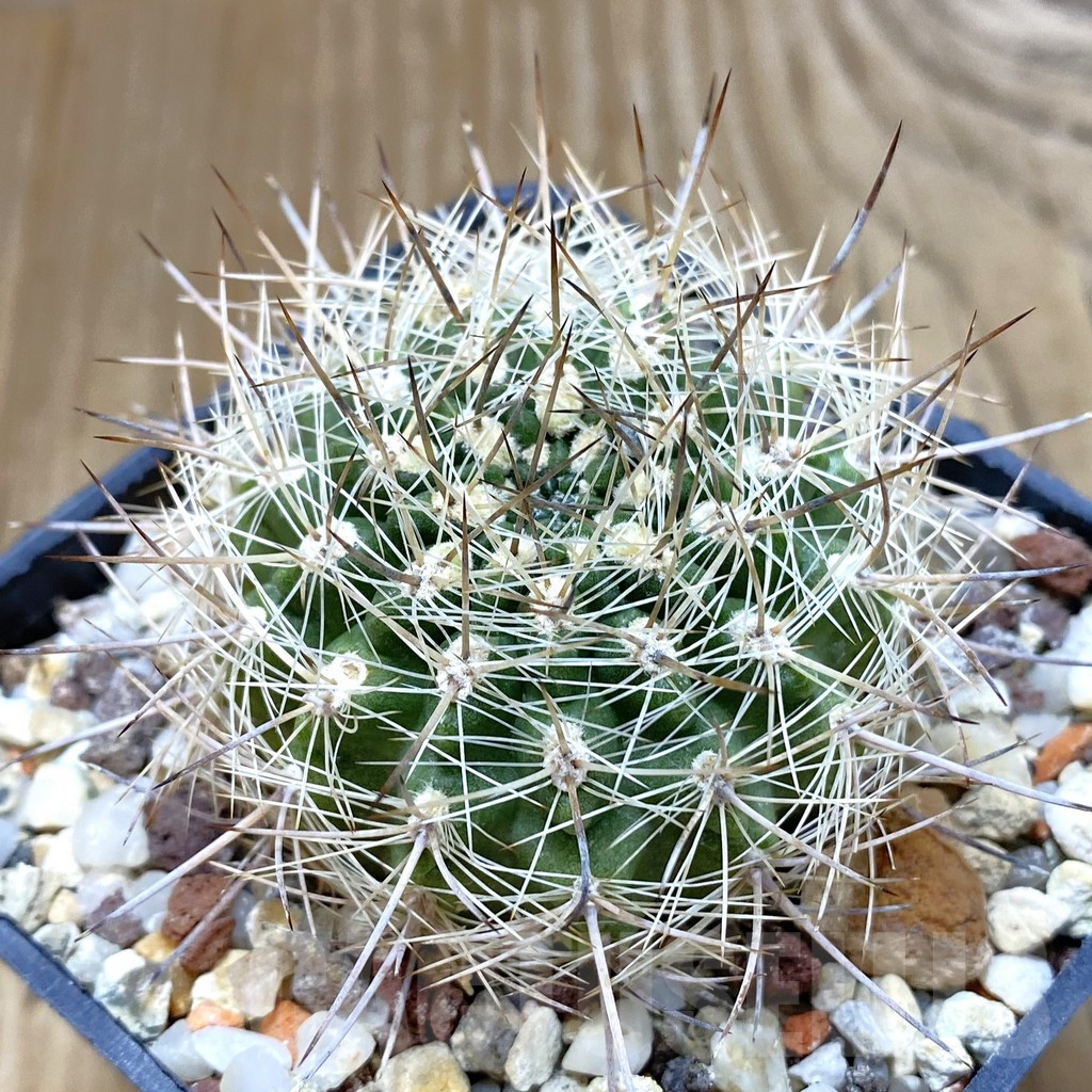 SHPR42495 Neoporteria coimasensis