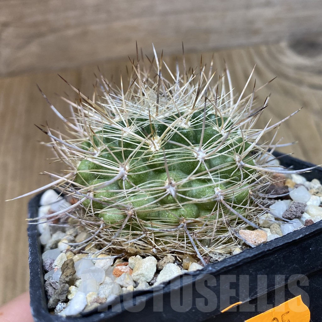 SHPR42495 Neoporteria coimasensis - Image 2