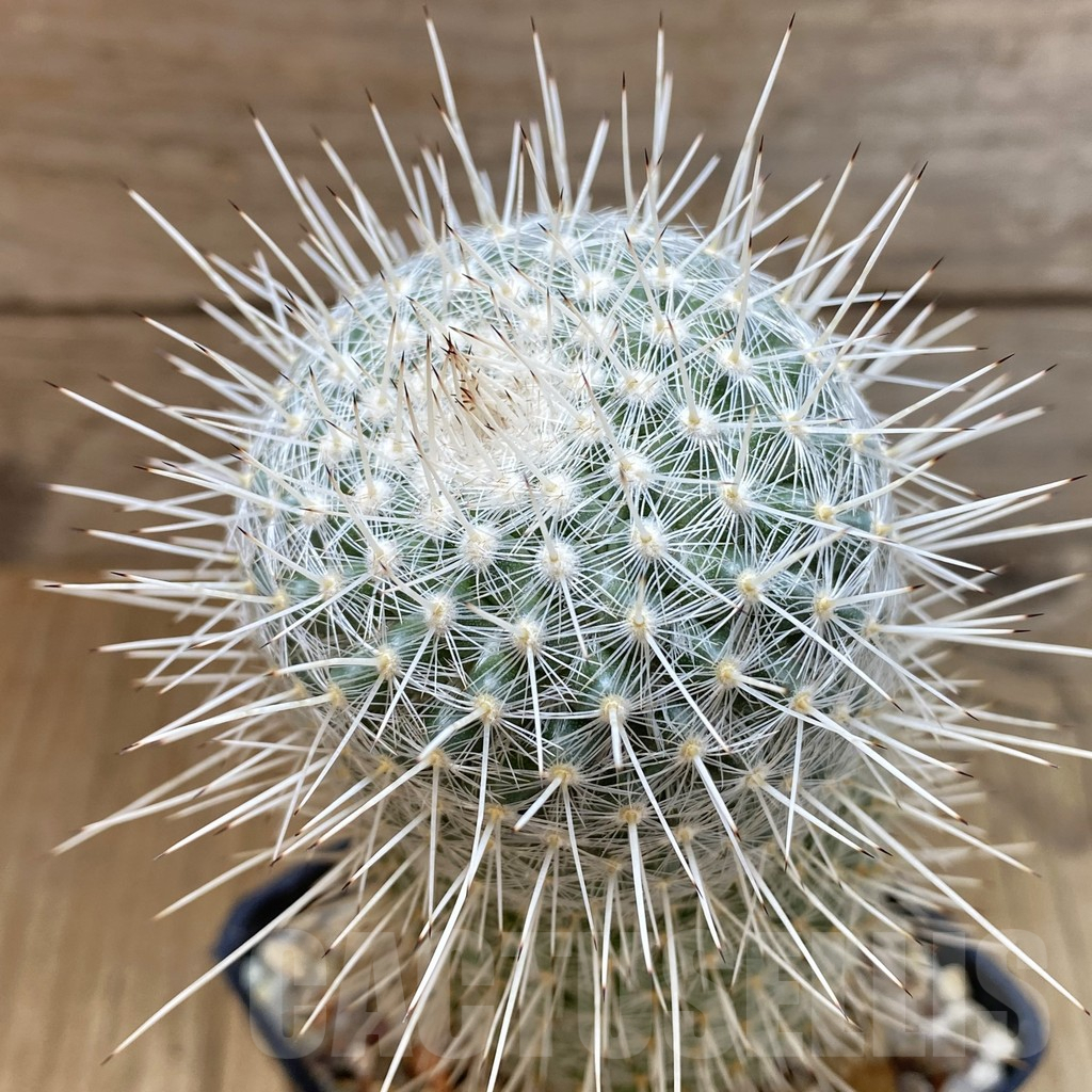 SHPR42496 Mammillaria geminispina v. nobilis