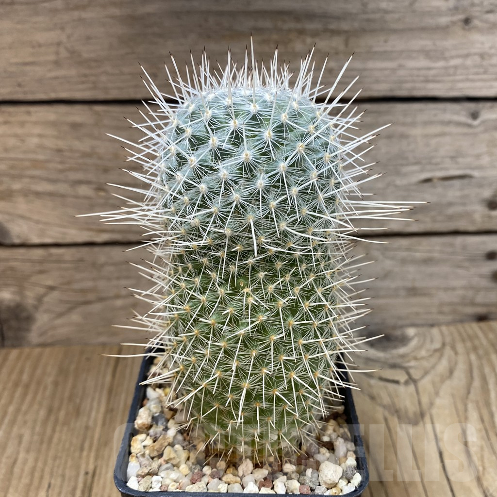 SHPR42496 Mammillaria geminispina v. nobilis - Image 2