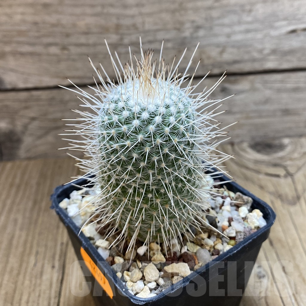 SHPR42497 Mammillaria geminispina v. nobilis - Image 2