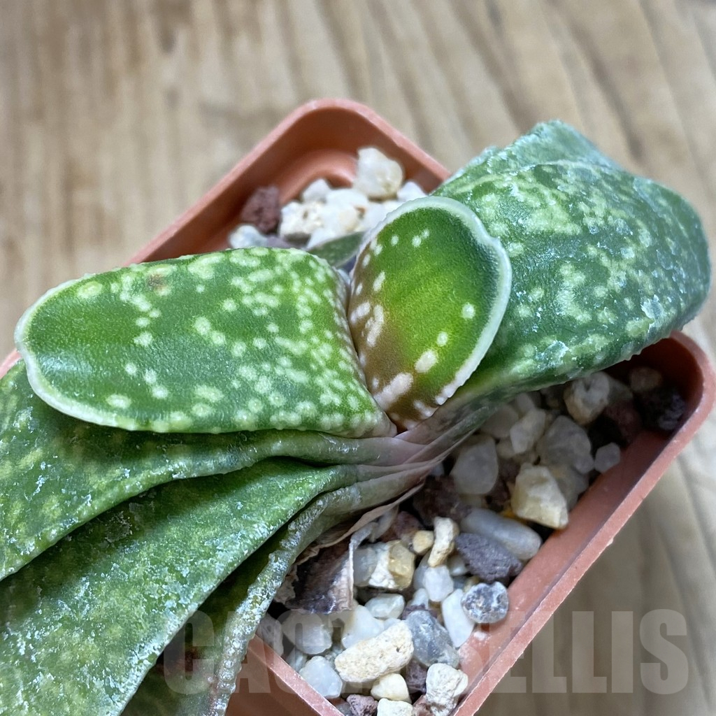 SHPR42472 Gasteria hybrid