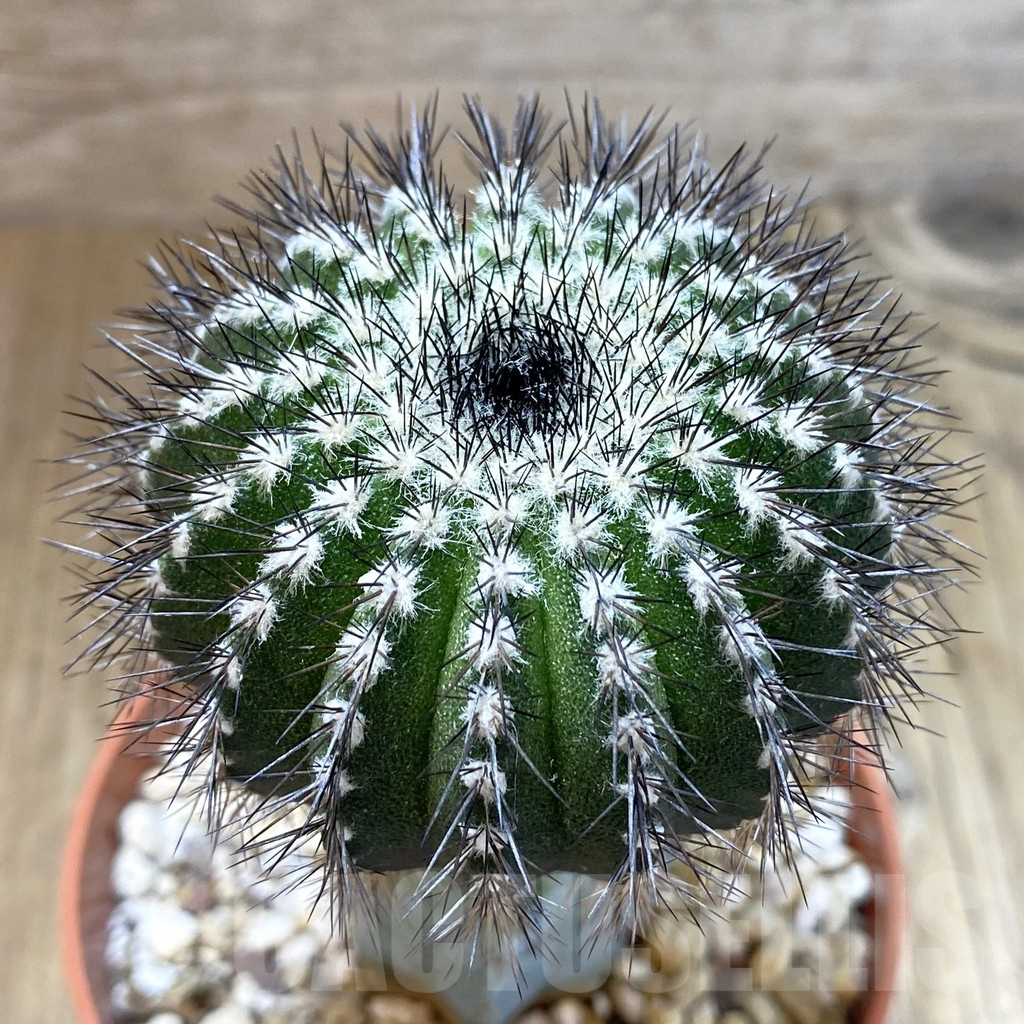 SHPR42498 Uebelmannia pectinifera, grafted