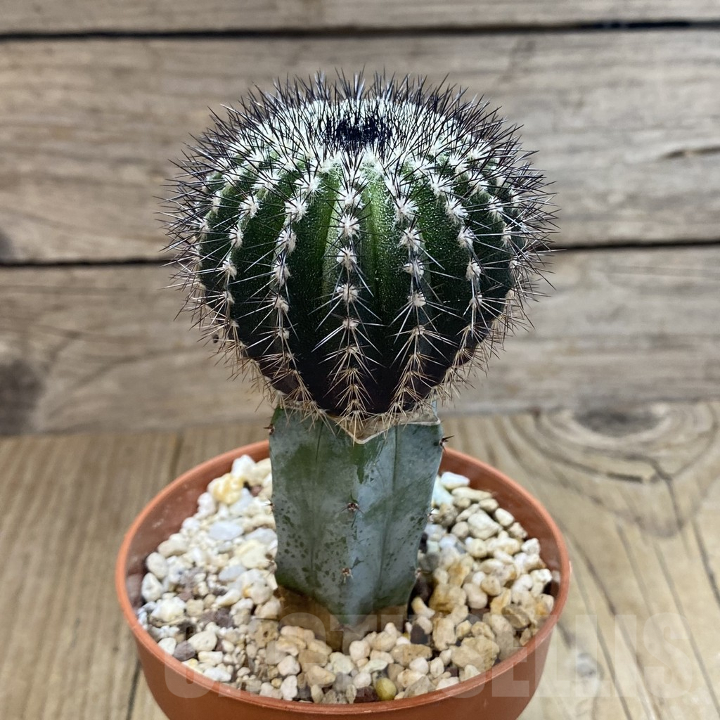 SHPR42498 Uebelmannia pectinifera, grafted - Image 2