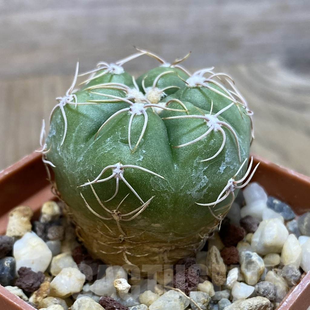 SHPR42621 Gymnocalycium aff. megalothelon - Image 2