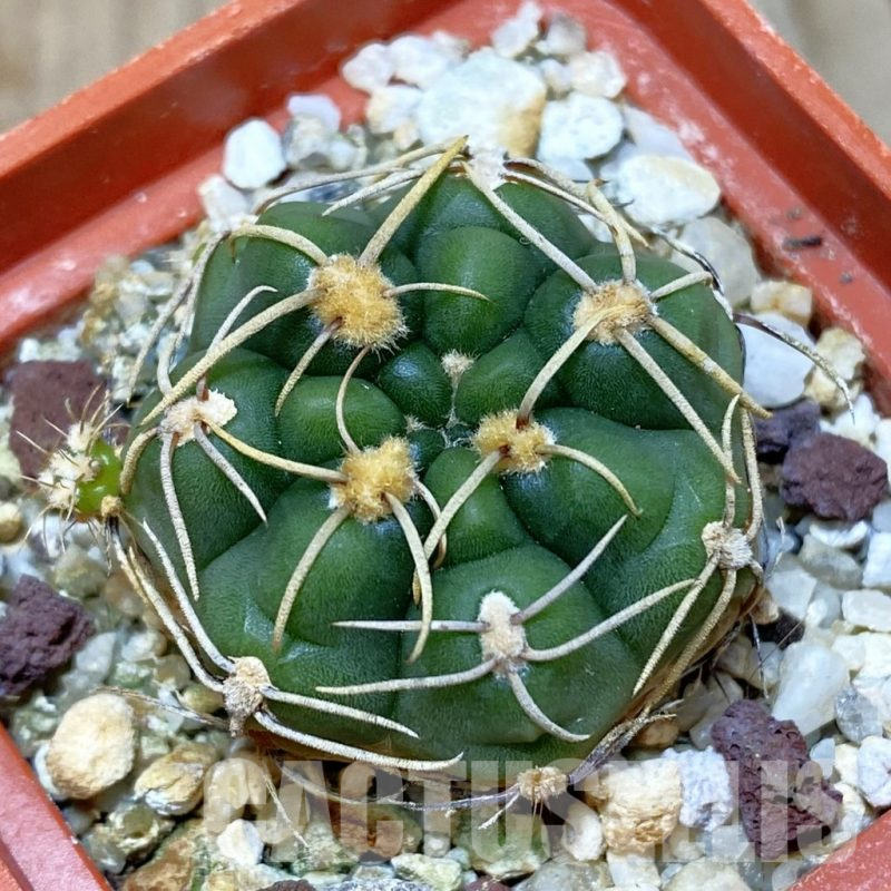 SH1477 Gymnocalycium aff. uruguayense
