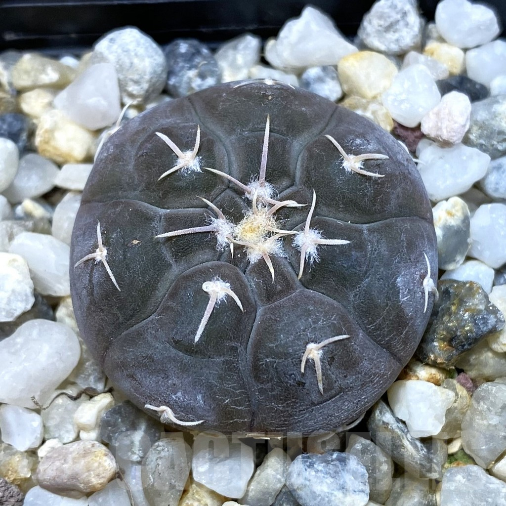 SHPR42623 Gymnocalycium prochazkianum