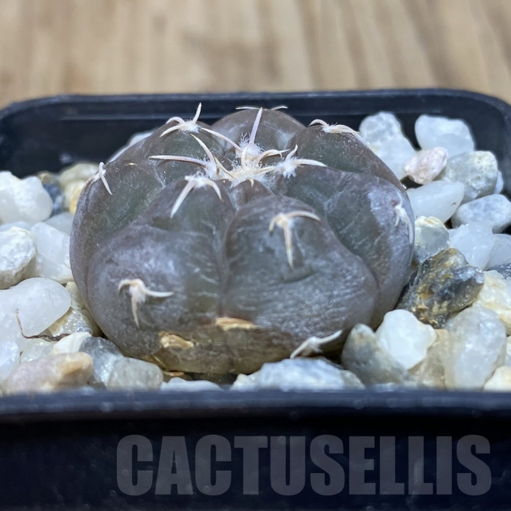 SHPR42623 Gymnocalycium prochazkianum - Image 2