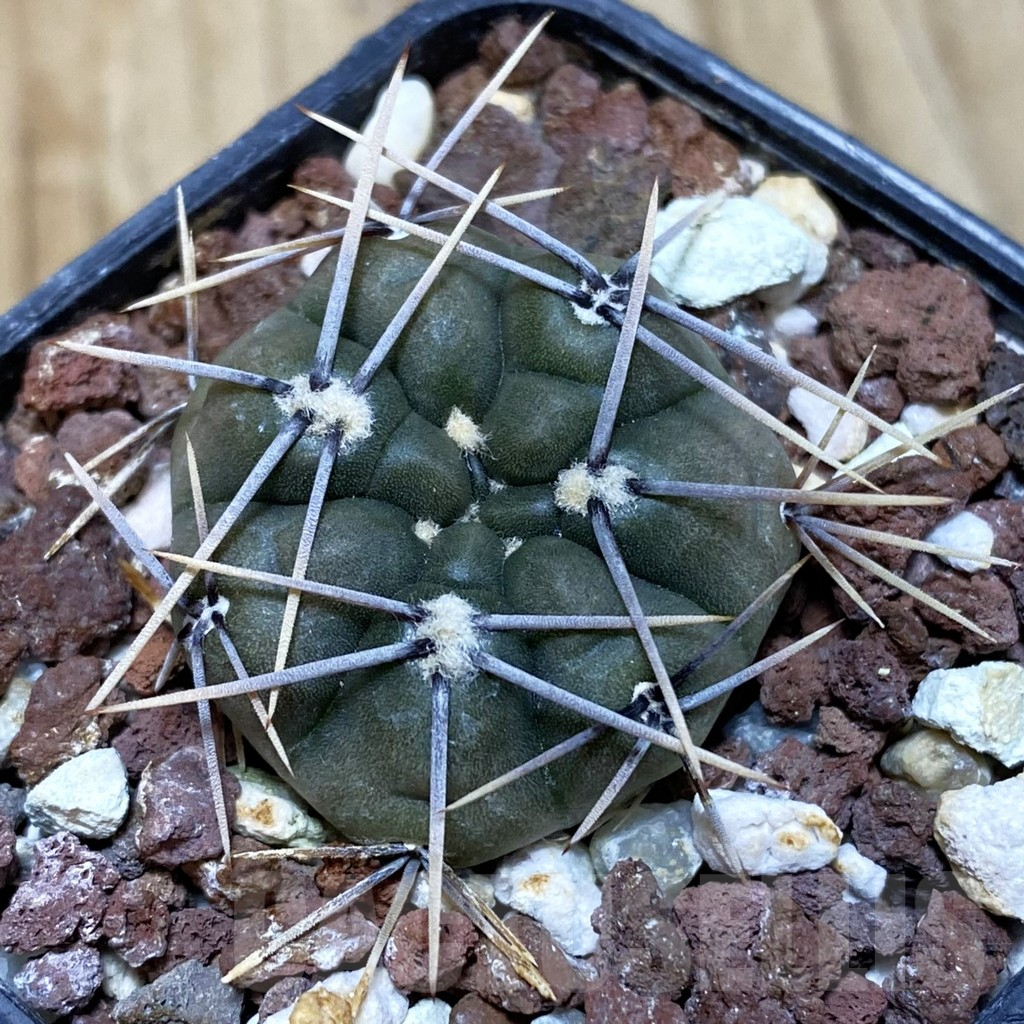 SH1478 Gymnocalycium chubutense JPR 38-91