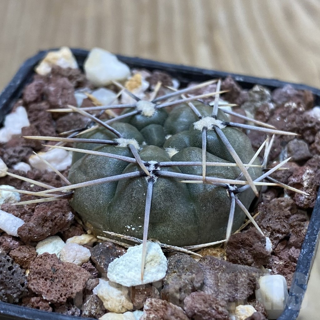 SH1478 Gymnocalycium chubutense JPR 38-91 - Image 2