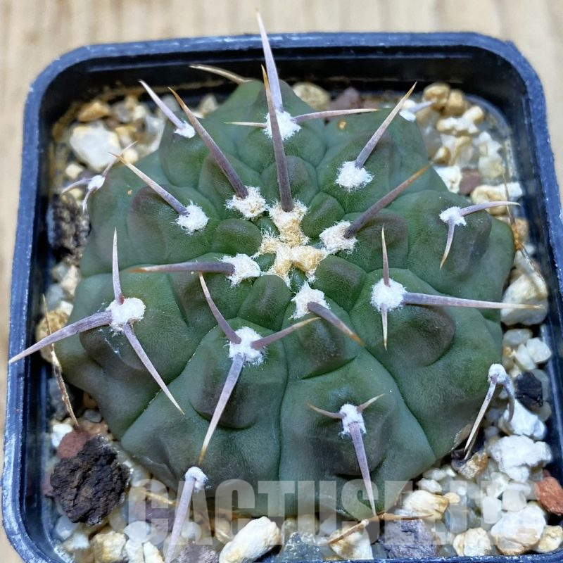 SH1480 Gymnocalycium vatteri