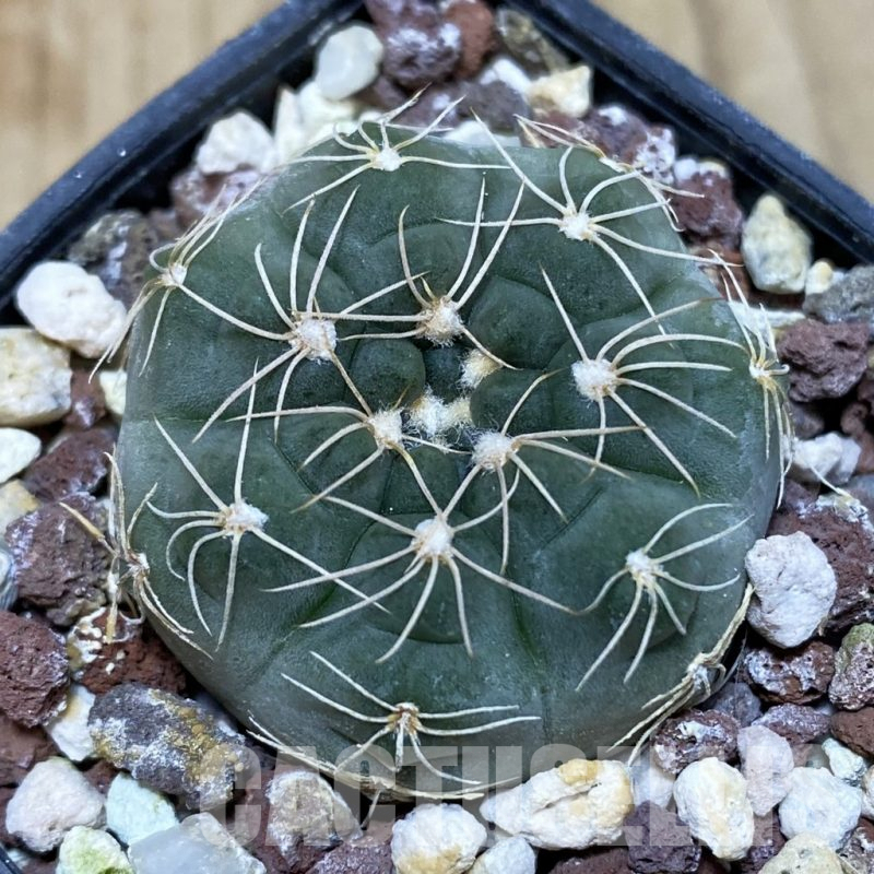 SH1481 Gymnocalycium calochlorum -Piedra Blanca-