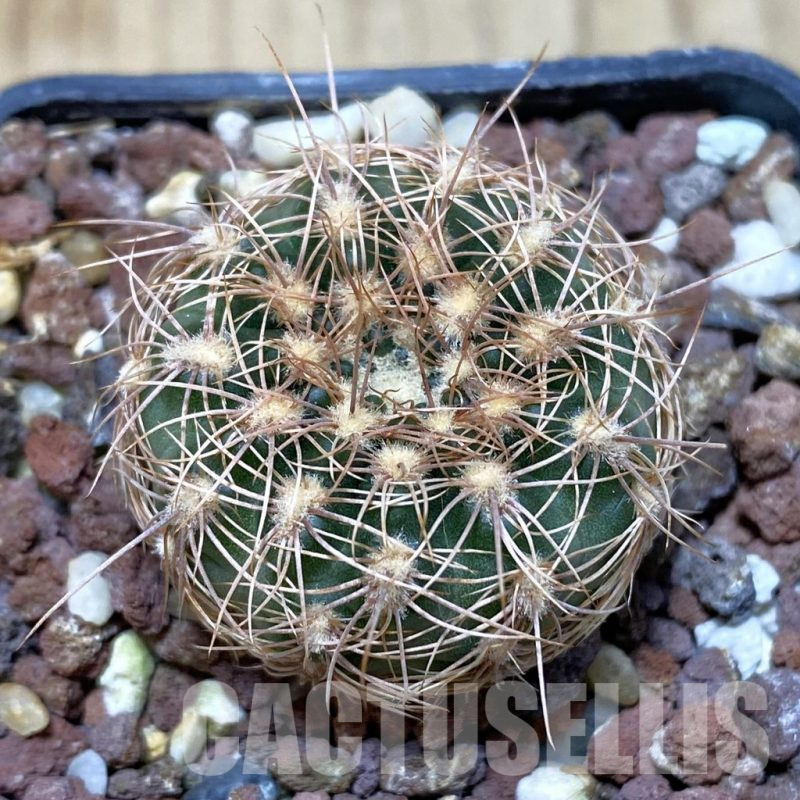 SH1482 Gymnocalycium bruchii v. hossei
