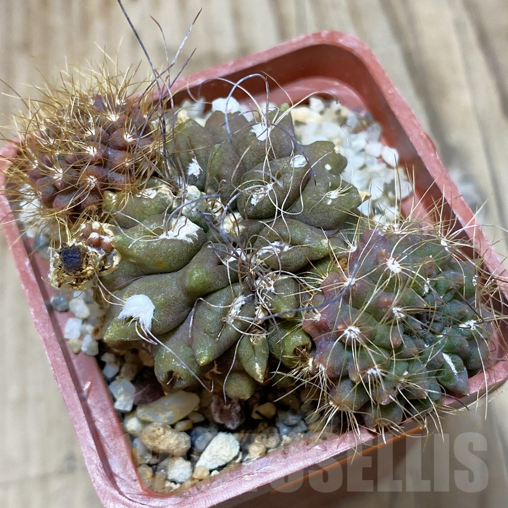 SHPR42592 Pyrrhocactus pilispinus