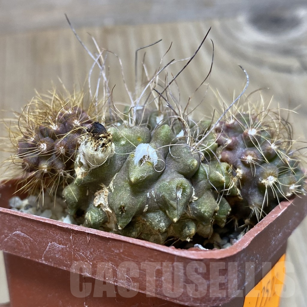 SHPR42592 Pyrrhocactus pilispinus - Image 2