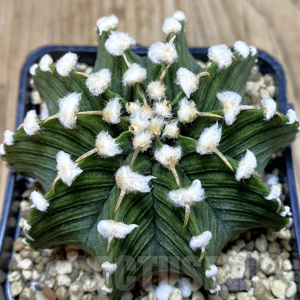 SHPR42634 Gymnocalycium friedrichii VOS1211, select form