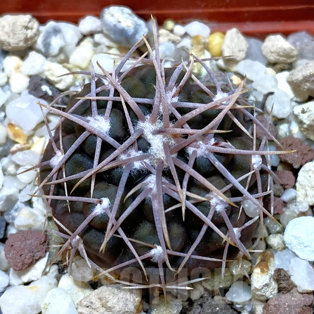SHPR42635 Gymnocalycium moserianum S of. Cortaderas