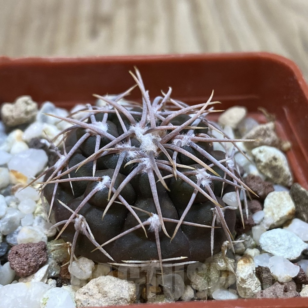 SHPR42635 Gymnocalycium moserianum S of. Cortaderas - Image 2