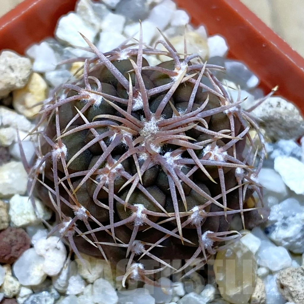 SHPR42636 Gymnocalycium moserianum S of. Cortaderas