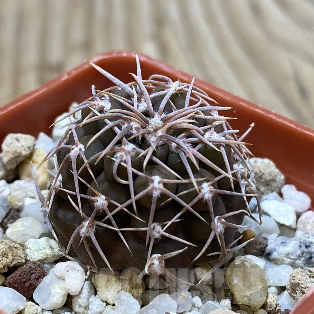 SHPR42636 Gymnocalycium moserianum S of. Cortaderas - Image 2
