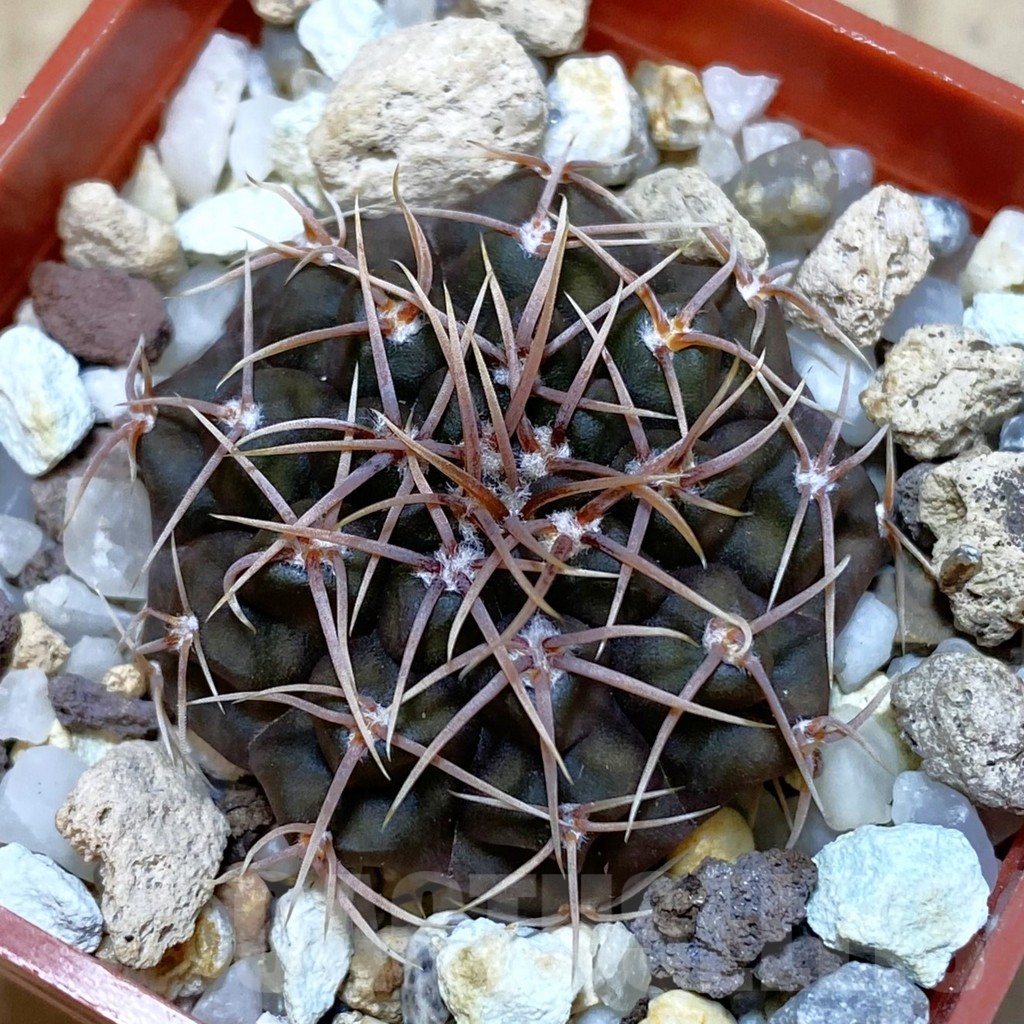 SHPR42637 Gymnocalycium moserianum S of. Cortaderas