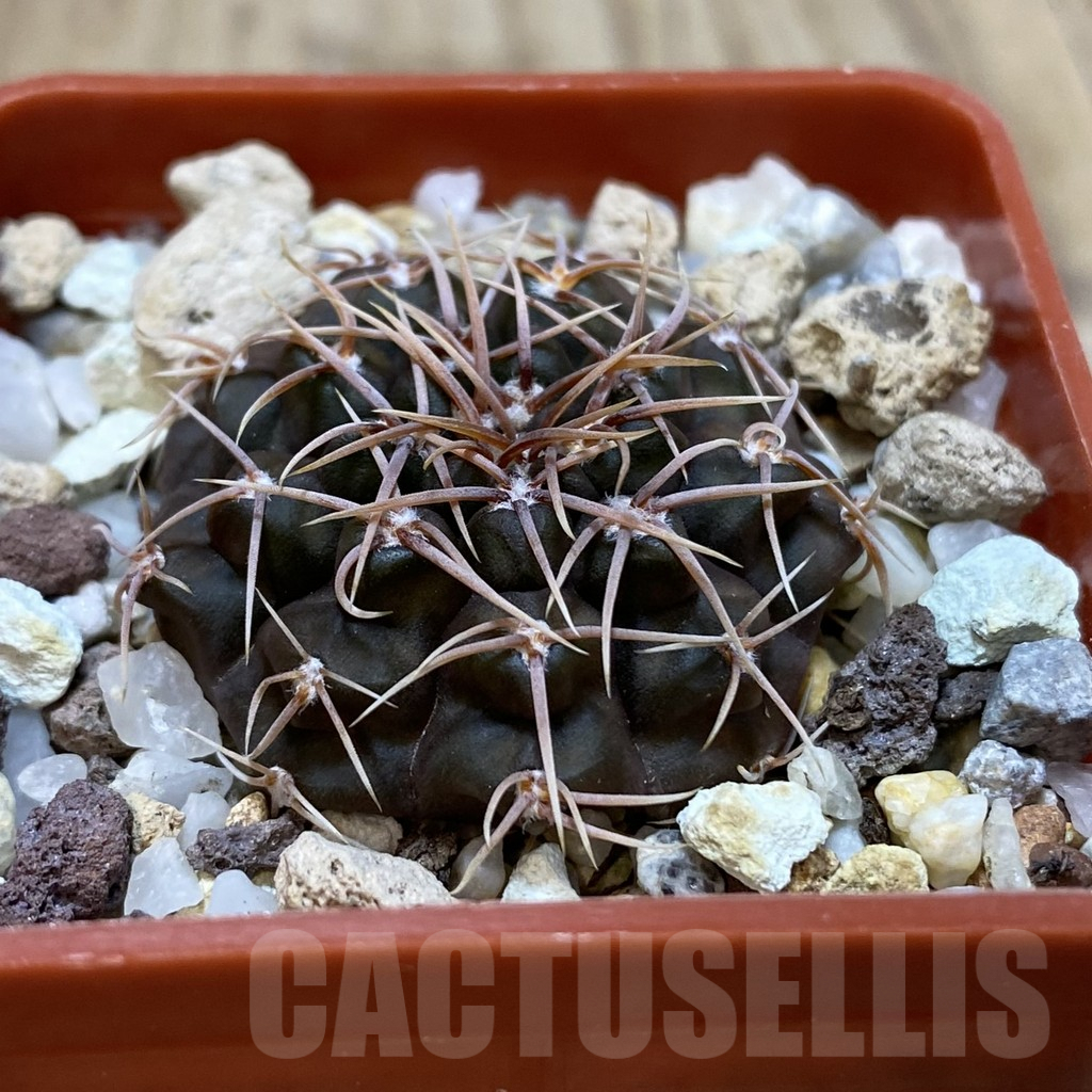 SHPR42637 Gymnocalycium moserianum S of. Cortaderas - Image 2