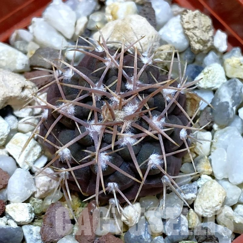 SH1489 Gymnocalycium moserianum S of. Cortaderas