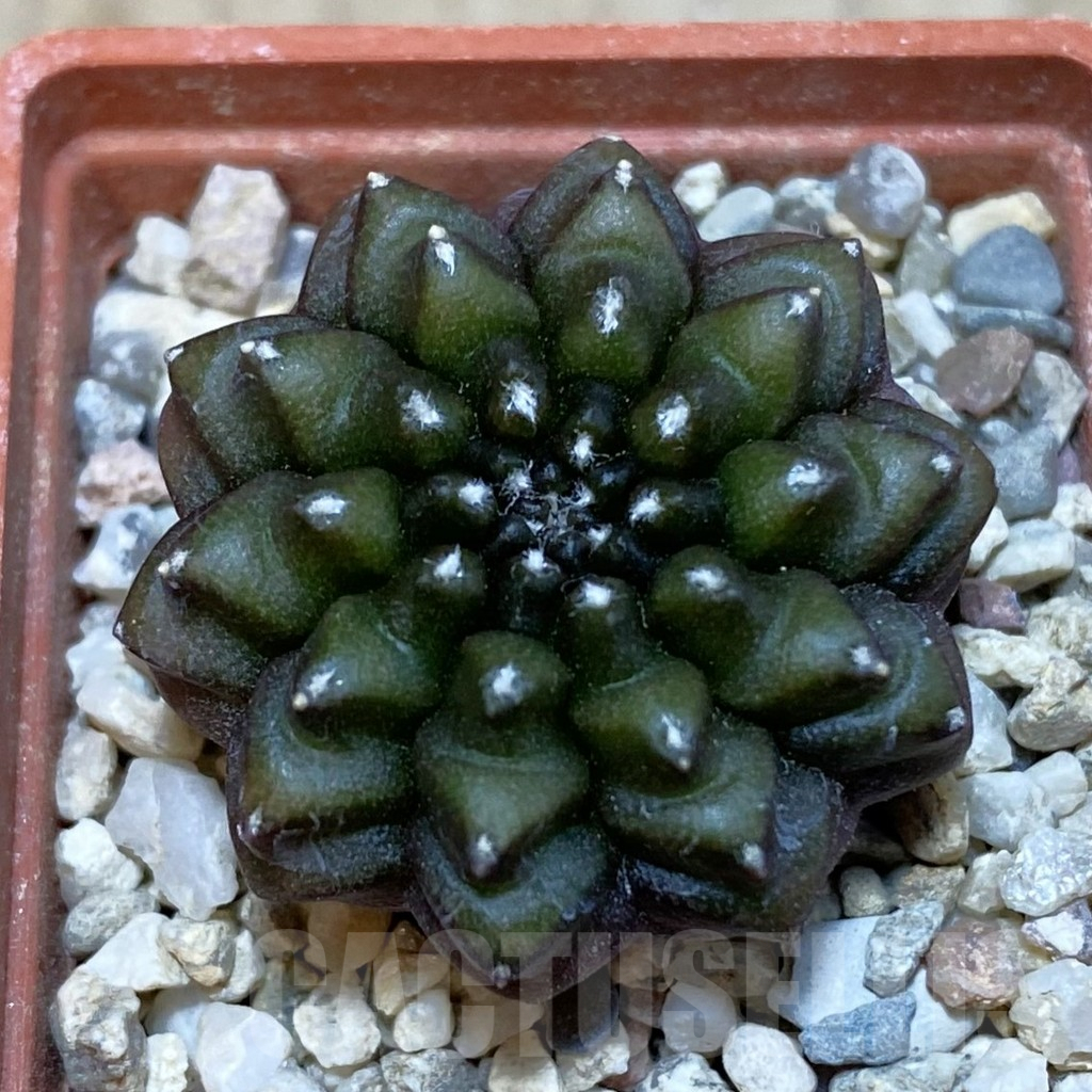 SHPR42646 Gymnocalycium mihanovichii ‘inermis’